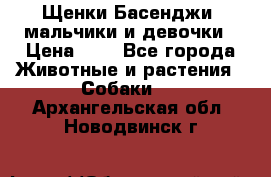 Щенки Басенджи ,мальчики и девочки › Цена ­ 1 - Все города Животные и растения » Собаки   . Архангельская обл.,Новодвинск г.